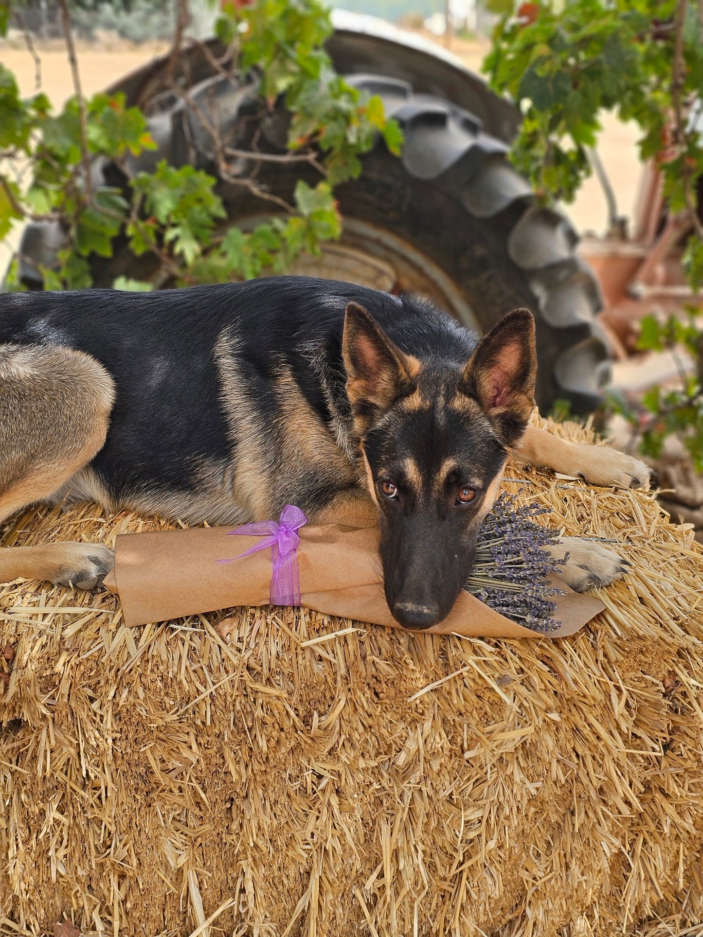 Dried Lavender Bundle Long Stem
