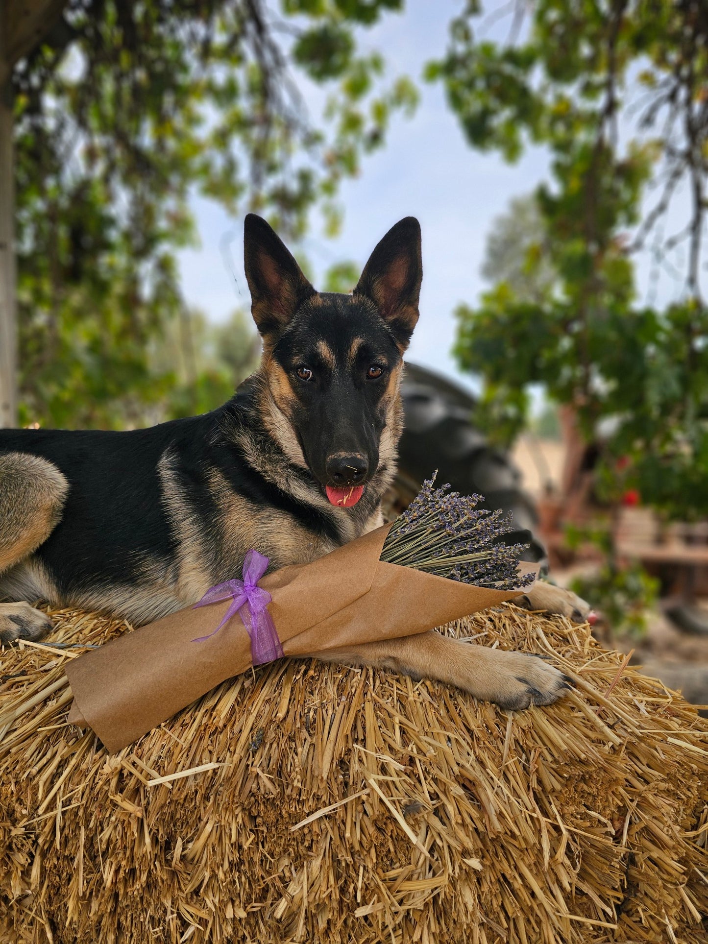 Dried Lavender Bundle Long Stem