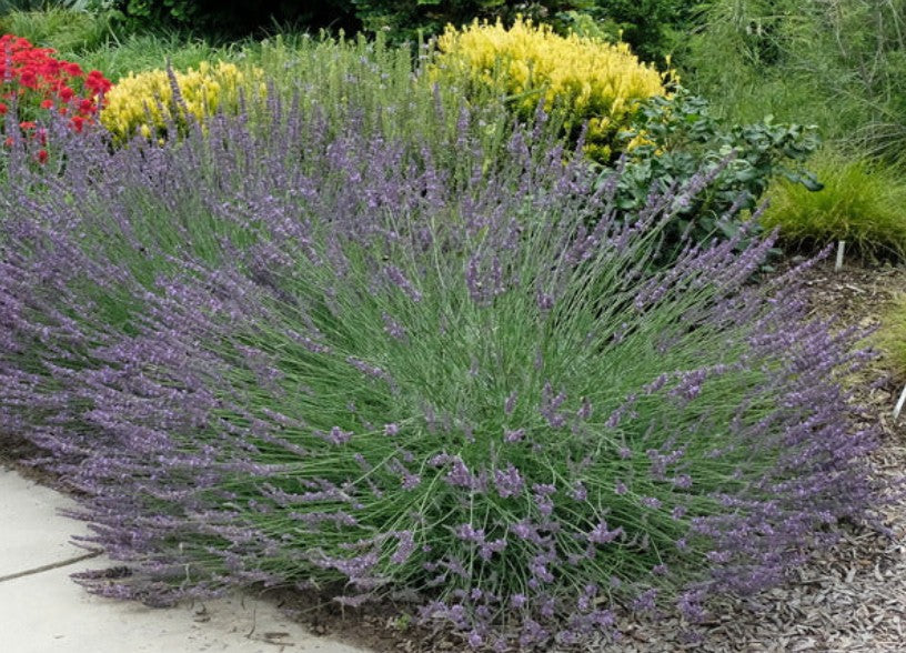 Starter Plant