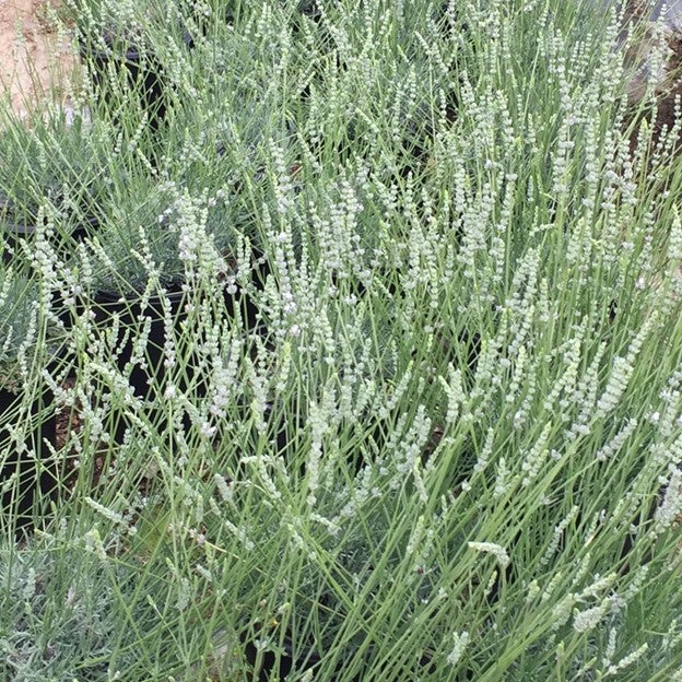Starter Plant