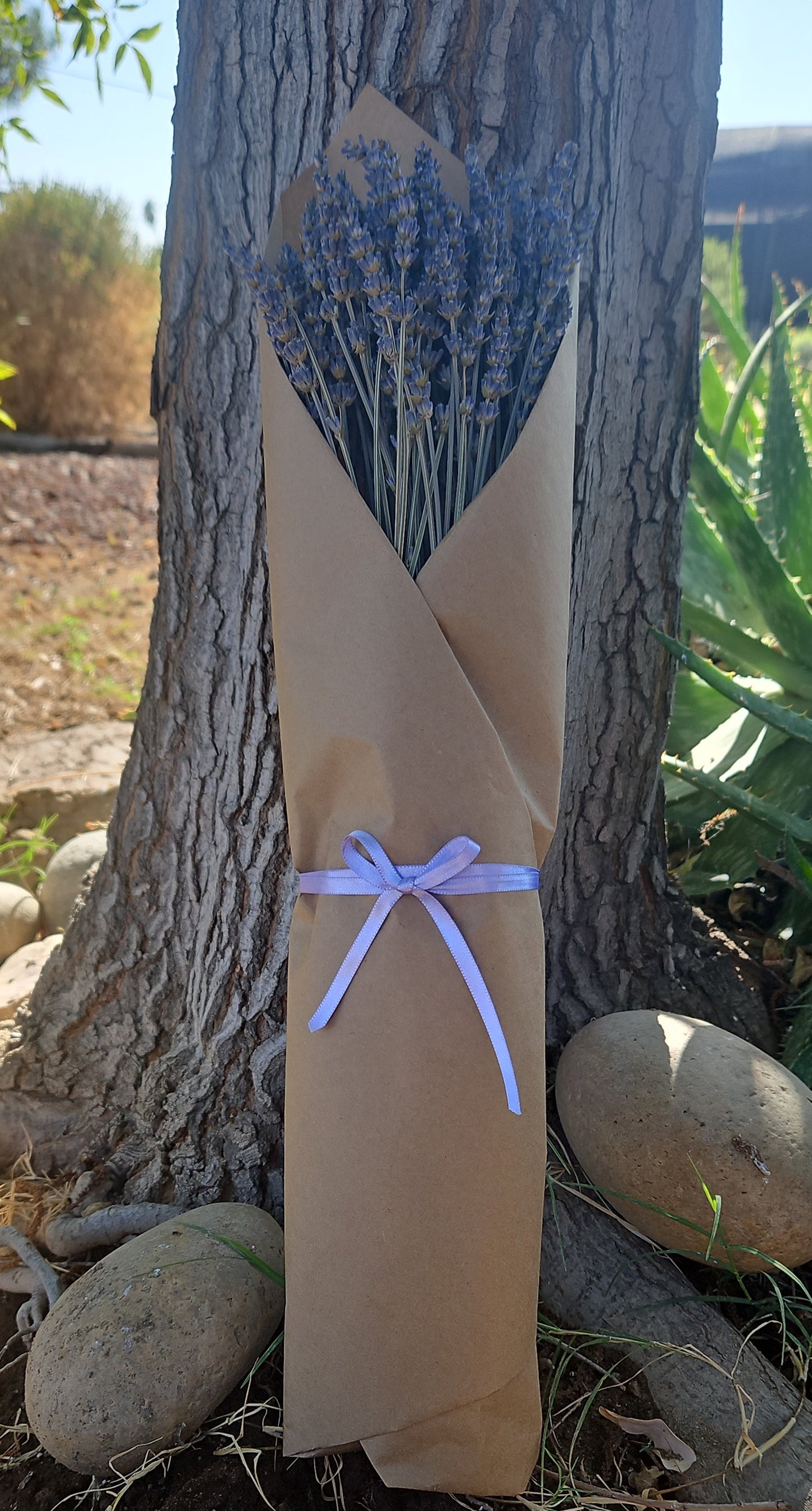 Dried Lavender Bundle Long Stem