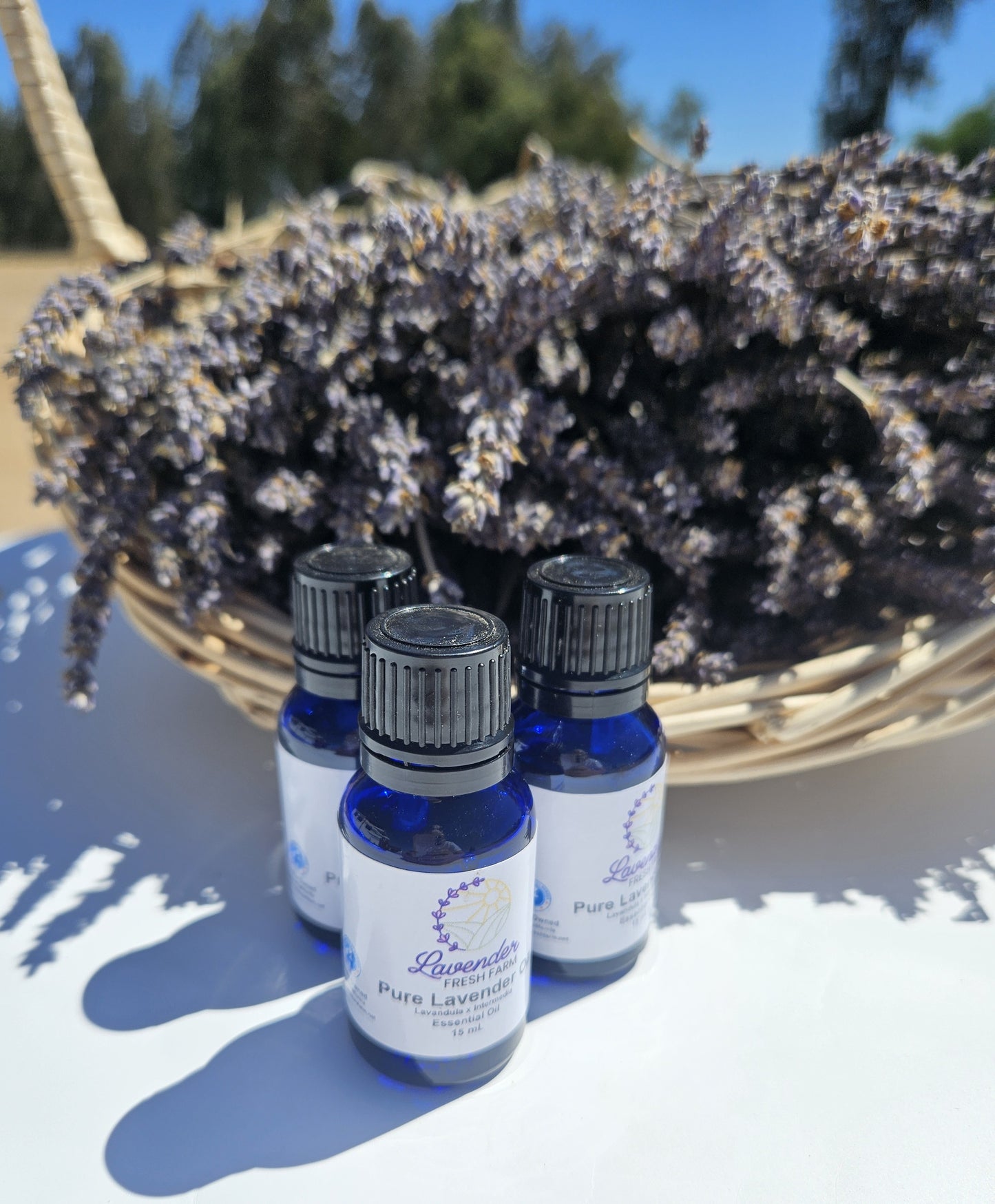 Essential Oil Lavandin Blend