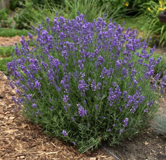 Starter Plant