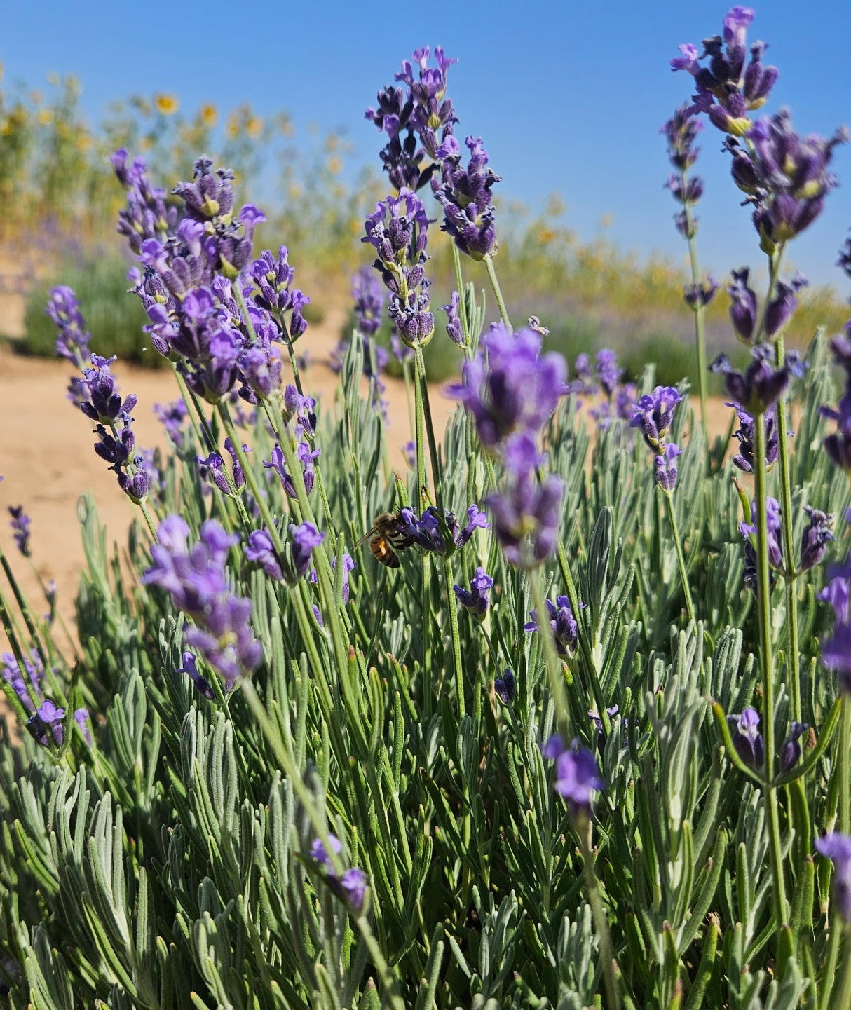Culinary Lavender Buds