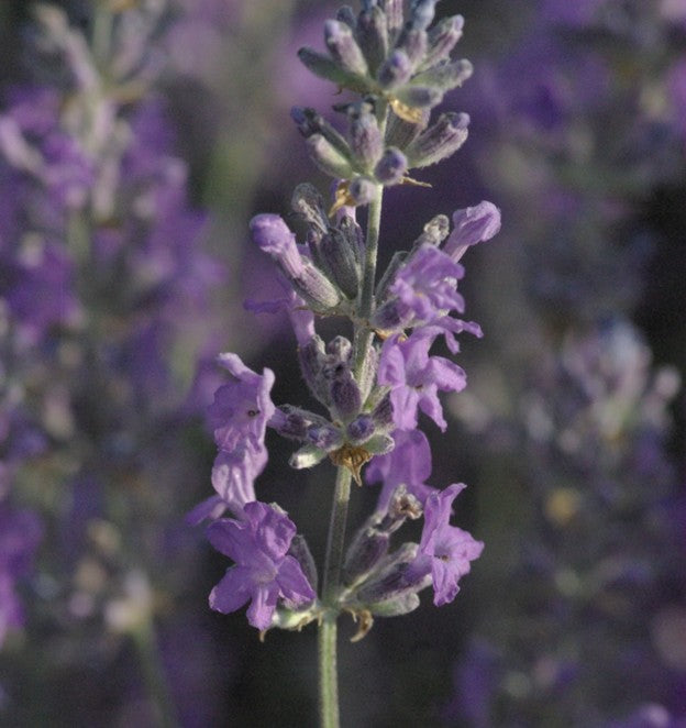Starter Plant