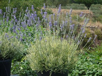 Starter Plant