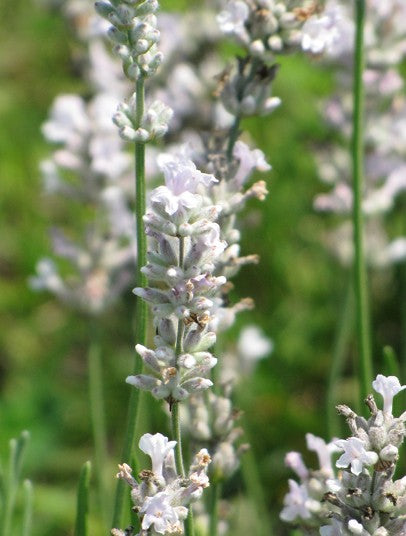 Starter Plant