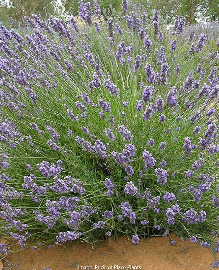 Starter Plant
