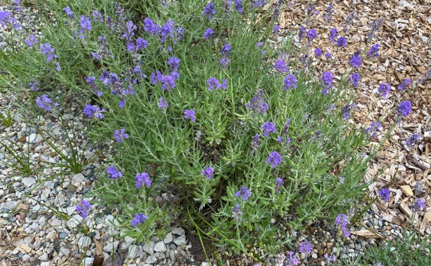 Starter Plant