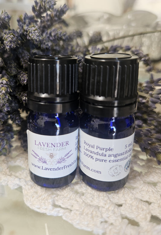 Essential Oil Angustifolia