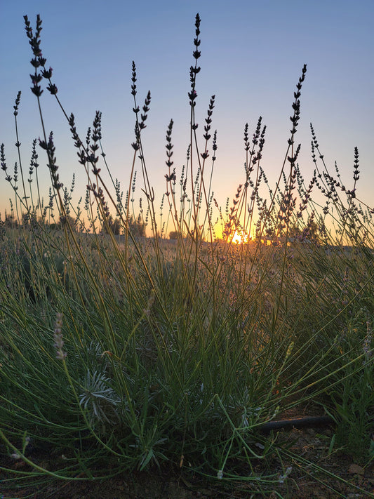 Twilight Walk at Lavender Fresh Farm