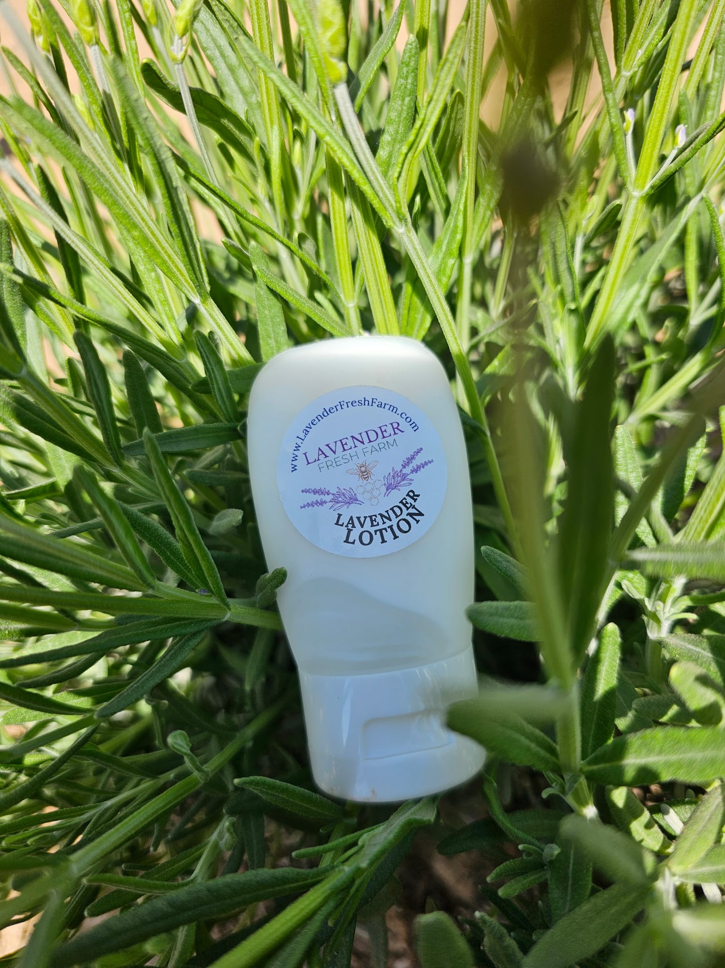 Lavender, Hemp Seed & Shea Hydrating Lotion