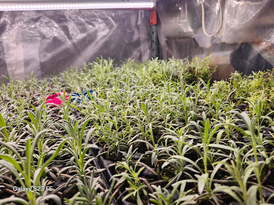 Starter Plant