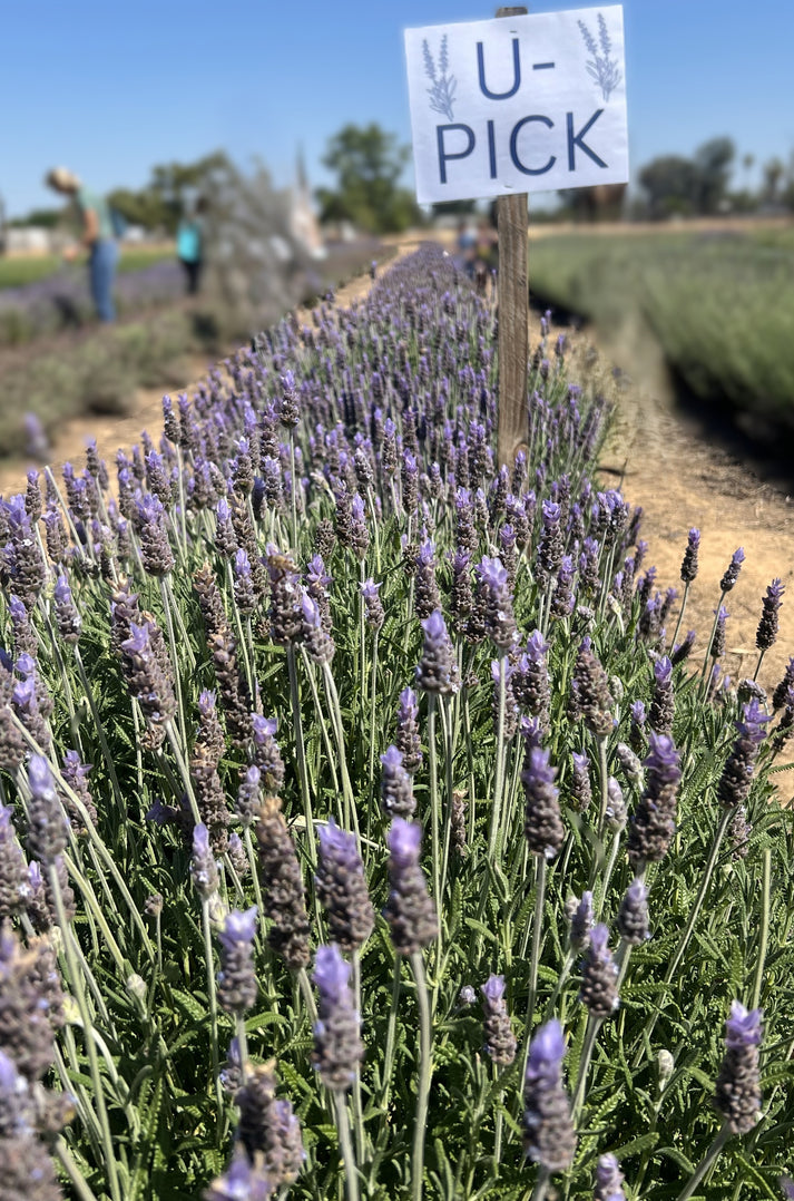 U-Pick 2026 – Lavender Fresh Farm