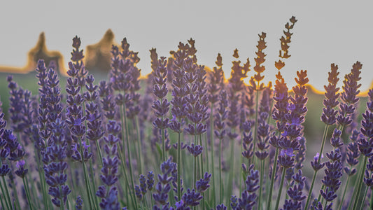 Twilight Walk at Lavender Fresh Farm